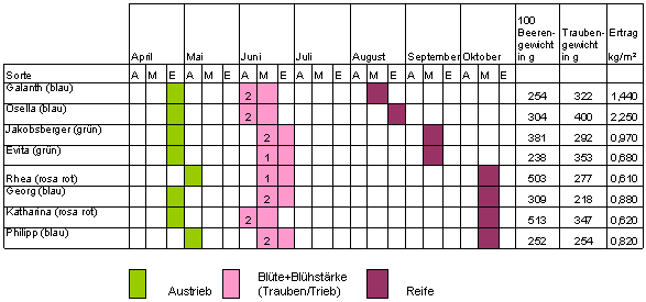 Tafeltrauben - Sortenbeschreibung
