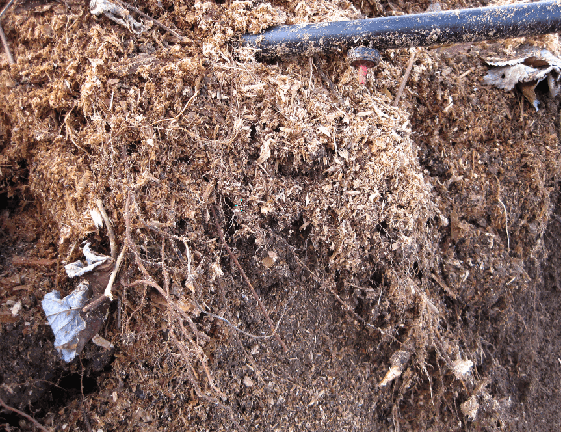 Abbildung 3: Feinwurzelbildung in der Variante 4 "mit Sägemehl".