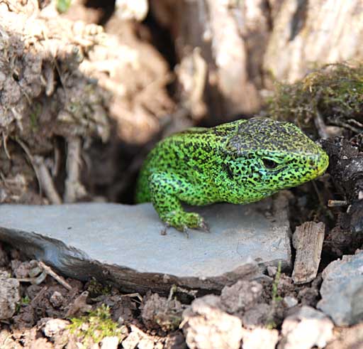 Ein Zauneidechsenmännchen schleicht sich aus seinem als Versteck dienenden Mausloch heraus Ein Zauneidechsenmännchen schleicht sich aus seinem als Versteck dienenden Mausloch heraus