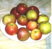 Aus Mostäpfeln lässt sich ein qualitativ hochwertiger Saft herstellen