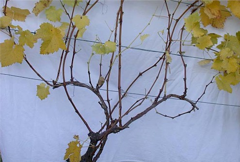 Nach dem Sommerschnitt auf Zapfen stehen ausreichen ausgereifte Hölzer zur Verfügung