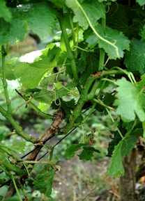 Ohne Grünschnitt entwickeln sich viele Triebe und die Laubwand wird zu dicht.