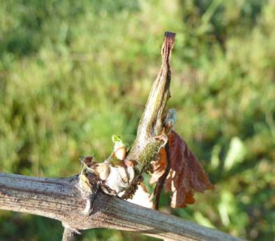 Fehlende Treibspitzen führen oft zu Austrieb mehrerer Achselknospen