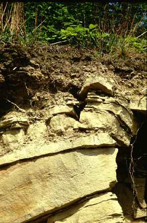 rendzi.jpg (27746 Byte)