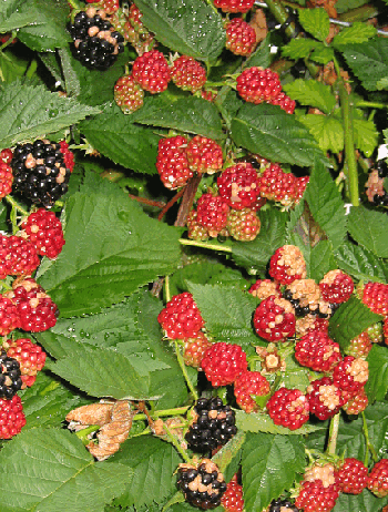 Abbildung 3: Sonnenbrand tritt bei hohen Temperaturen und hoher Sonneneinstrahlung auf und wird vermutlich durch Wasserstress verstärkt. Die Früchte sind dann weiß bis graubraun verfärbt