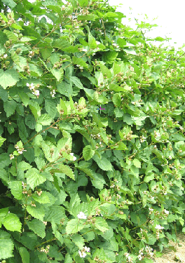 Abbildung 4: blühende Brombeerhecke: Da Brombeeren erst Mitte Mai blühen, ist die Spätfrostgefahr gering. Durch die Klimaveränderungen waren Austrieb und Blüte im Jahr 2011 jedoch so früh, dass Frostschäden an Blüte und Jungtrieben bereits am 4.5. verursacht wurden