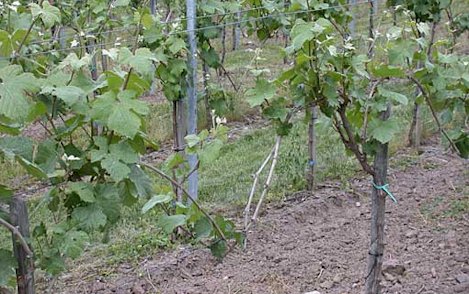 Geringere Frostschäden an stammnahen Knospen