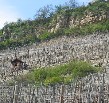 Typisch für die Muschelkalkhänge am Neckar - Nebeneinander von Rebflächen, Felsen und Gehölzen Typisch für die Muschelkalkhänge am Neckar - Nebeneinander von Rebflächen, Felsen und Gehölzen