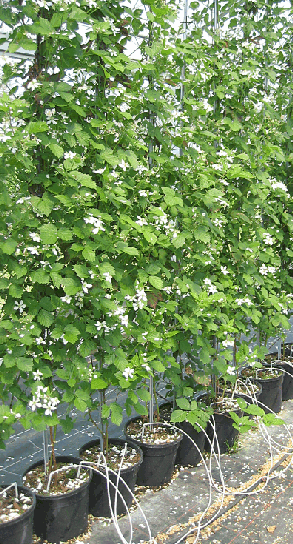 Abbildung 8: Tunnelanbau - Brombeeren können im Tunnel sowohl als Bodenkultur wie auch als Topfkultur kultiviert werden. Sie reagieren mit einem regelmäßigen Verfrühungseffekt