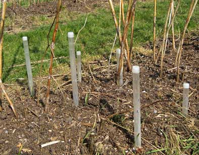 Abbildung 1: Zur Ermittlung der Bodenfeuchte wurden Tensiometer in den Tiefen 20 cm und 40 cm eingeschlämmt und wöchentlich abgelesen