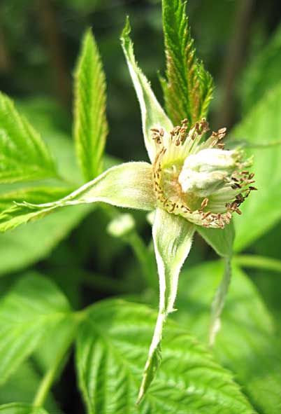 Verbreiterte Kelchblätter einer Himbeerblüte Verbreiterte Kelchblätter einer Himbeerblüte
