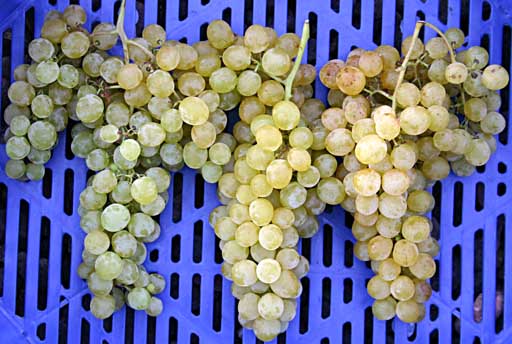 optimale Fruchtqualität durch Giberrellin- und CPPU-Behandlung - Kontrolle