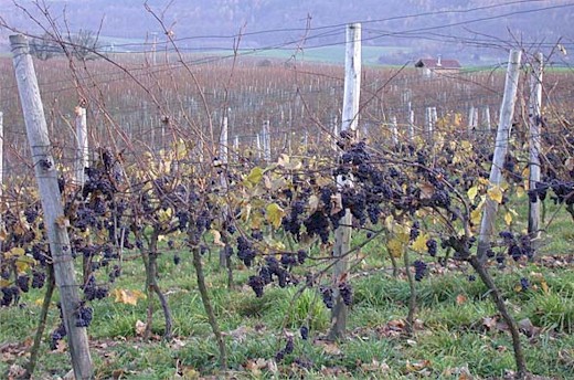 Starker Behang mit Geiztrauben