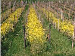 Dauer- und Winterbegrünung in jeder zweiten Rebgasse