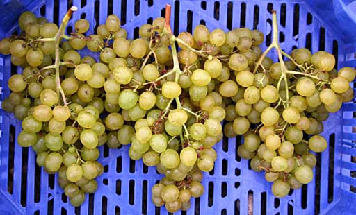 optimale Fruchtqualität durch Giberrellin- und CPPU-Behandlung - GA3 1x + CPPU 2x