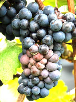 Starke Niederschläge und eine hohes Stickstoffangebot verstärken bei kompakten Trauben die Gefahr von Botrytis und Essigfäule Starke Niederschläge und eine hohes Stickstoffangebot verstärken bei kompakten Trauben die Gefahr von Botrytis und Essigfäule