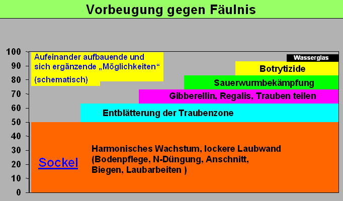Vorbeugende Maßnahmen gegen Fäulnis bei Weintrauben