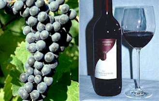 Dornfelder am Rebstock und im Glas