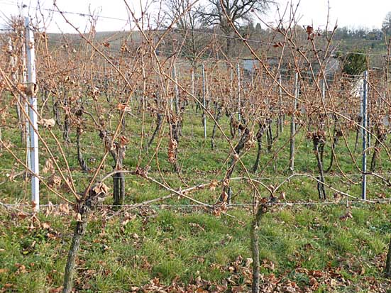 Das Dazubinden der Frostrute erhöht zwar den Ertrag, führt aber zu einem unwirtschaftlichen Mehraufwand