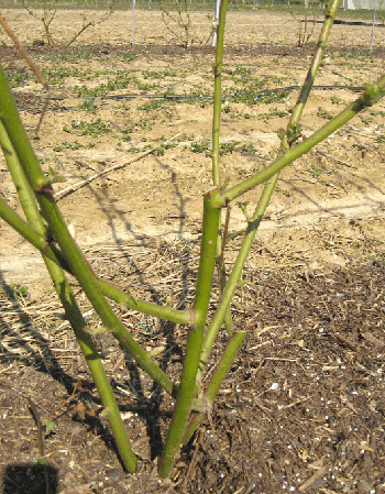 Abbildung 5: Loch Ness und Sorten wie Apache u.a. bilden sehr starke, aber wenige Ruten. Durch den Rückschnitt der Rute treiben 2 bis 3 Augen aus. Diese neuen Ruten sind dünner, weniger frostanfällig und führen zu einer früheren Reife