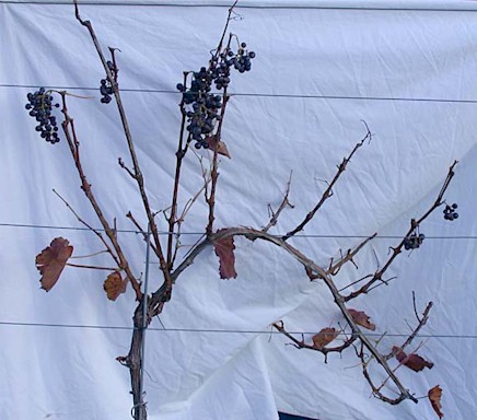 Junger Stock vor dem Schnitt