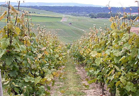 Wachstumschlorose beim Dornfelder