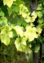 Rebenchlorose.jpg (22173 Byte)