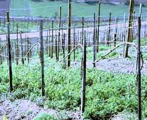 Reberziehung " 1langer Schrägbogen"