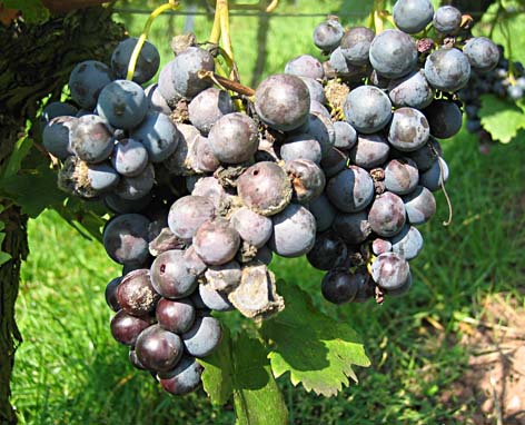 Essigfäule an Trollingertrauben