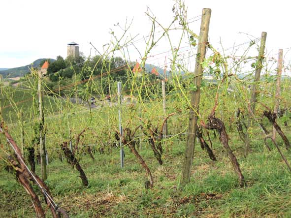 Hagelschlag vom 12.7.2011 in Beilstein/Landkreis Heilbronn. Innerhalb weniger Minuten waren die Triebe vollständig entblättert und die Trauben bis zu 100 % zerstört.