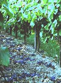 Ertragsteuerung.jpg (12130 Byte)