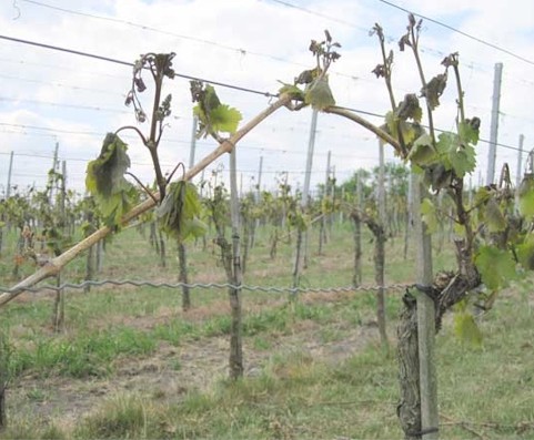 Durch Spätfrost geschädigte Rebe