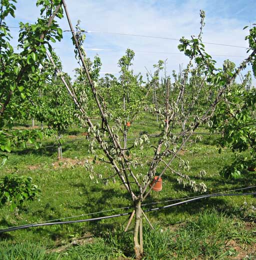Unverträglichkeit bei ’Xenia®’, nach Austrieb abgestorbener Baum, im Hintergrund chlorotischer Baum Unverträglichkeit bei ’Xenia®’, nach Austrieb abgestorbener Baum, im Hintergrund chlorotischer Baum