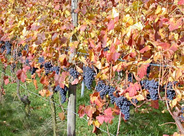 Physiologisch reife Trauben sowie Reben garantieren höchste Sortentypizität