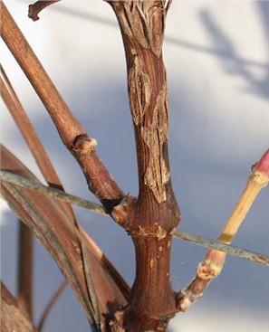 Extreme Hagelschäden