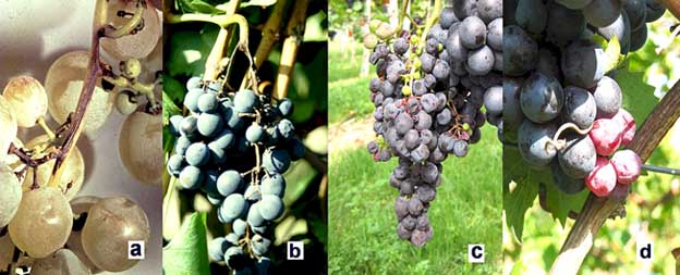 Traubenschäden durch Welke und Stiellähme: a) eindeutige Stielschäden bei Gutdel, b) Lemberger: Stiellähme mit welken und prallen Beeren zugleich, c) Traubenwelke in einer überhangenen Zweigeltanlage, d) "abgestandene", welke unreife Beeren bei Trollinger Traubenschäden durch Welke und Stiellähme: a) eindeutige Stielschäden bei Gutdel, b) Lemberger: Stiellähme mit welken und prallen Beeren zugleich, c) Traubenwelke in einer überhangenen Zweigeltanlage, d) "abgestandene", welke unreife Beeren bei Trollinger