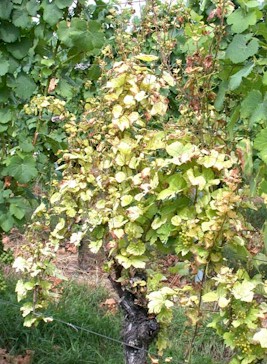 Chlorotische Rebe
