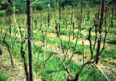 Zustand kurz nach dem schweren Hagel