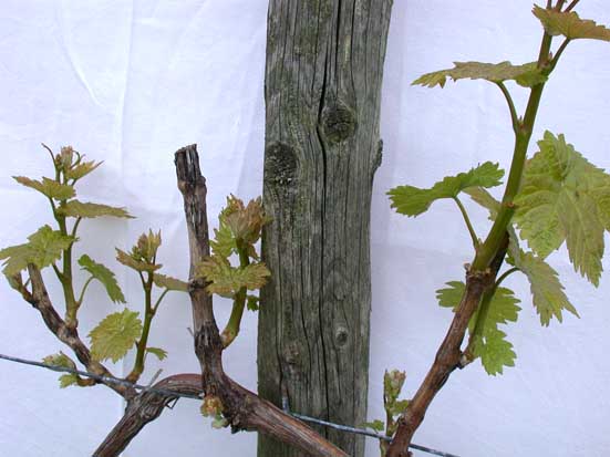 Auch nach starker Holzschädigung ausgetrieben - linker Zapfen