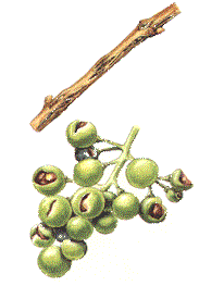 Hagelschäden am Rebholz und an den Beeren