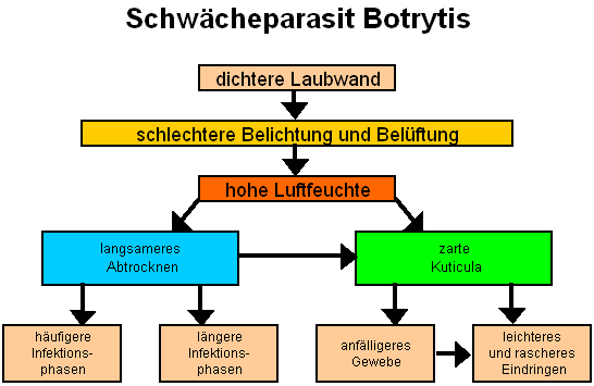 Schwächeparasit Botrytis