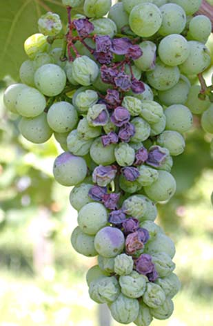 Starke Stielschäden auch am Traubengerüst bei Riesling Starke Stielschäden auch am Traubengerüst bei Riesling