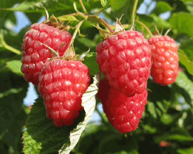 Abbildung 8: Typische Tulameenfrüchte einer vitalen Anlage.