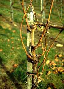An den auf 1 Auge zurückgeschnittenen Triebstummeln haben sich gut ausgereifte Triebe entwickelt.
