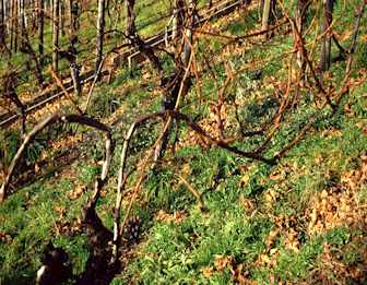 In teilgeschädigten Anlagen ohne Grünschnitt war der Triebwuchs gegen Ende der Bogreben stark, im Stockinnern schwach.