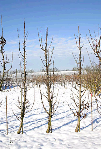 Columnarer Wuchs (im Winter)