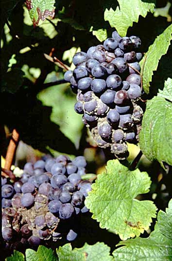 Schwarzriesling wies bei Minimalschnitt wegen seiner kompakten Trauben häufig starken Botrytis- sowie Essigfäulebefall auf