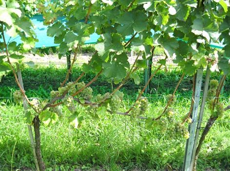 Sauvignon blanc - Variante "Entblätterung"