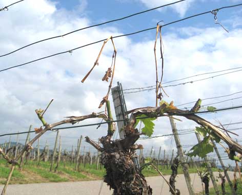 Hagelschaden am Großbottwarer Harzberg