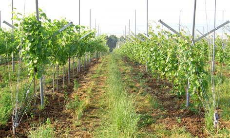 Ungarisches V-System